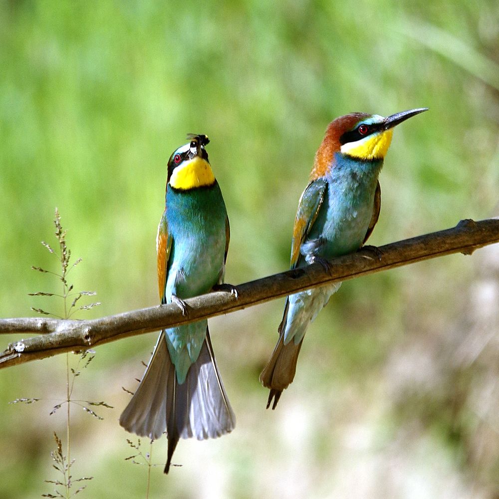 Merops apiaster Pčelarica / European Bee-eater