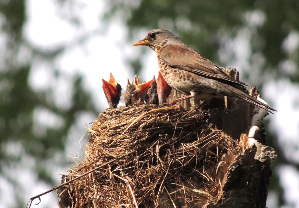 Многодетная мамаша