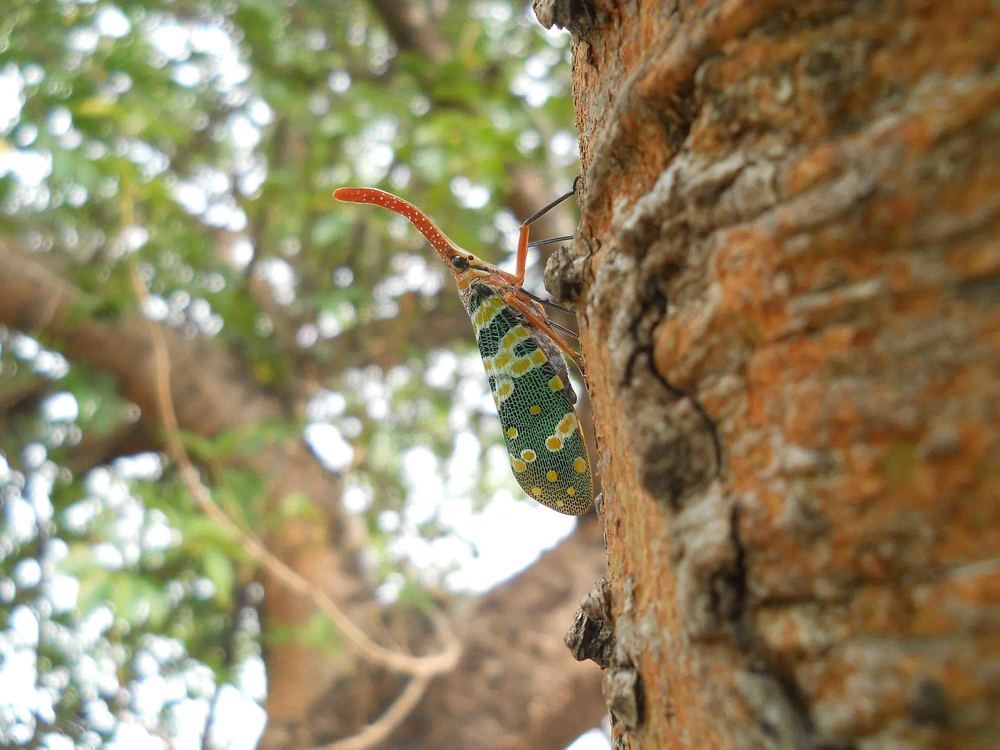 Nature