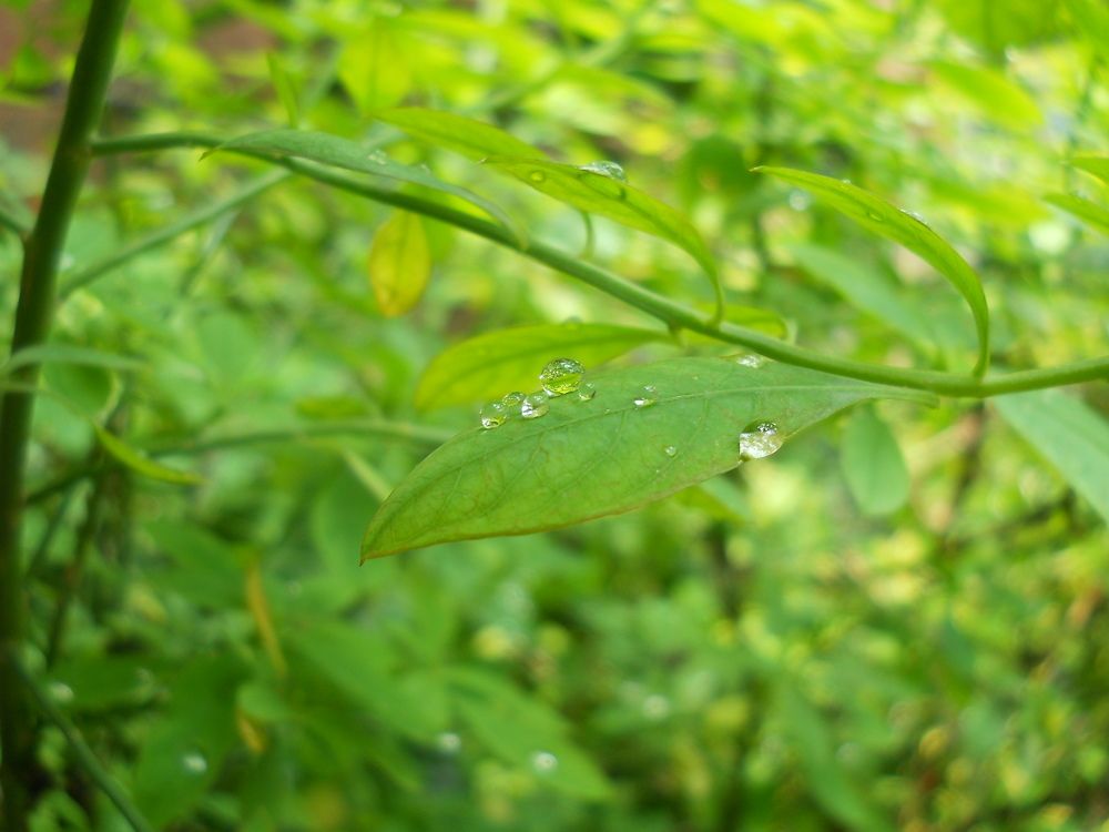 Water drop