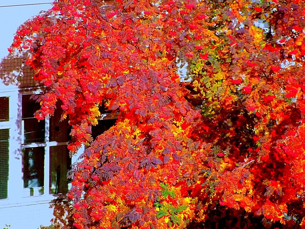 Осенняя рябина в моем дворе