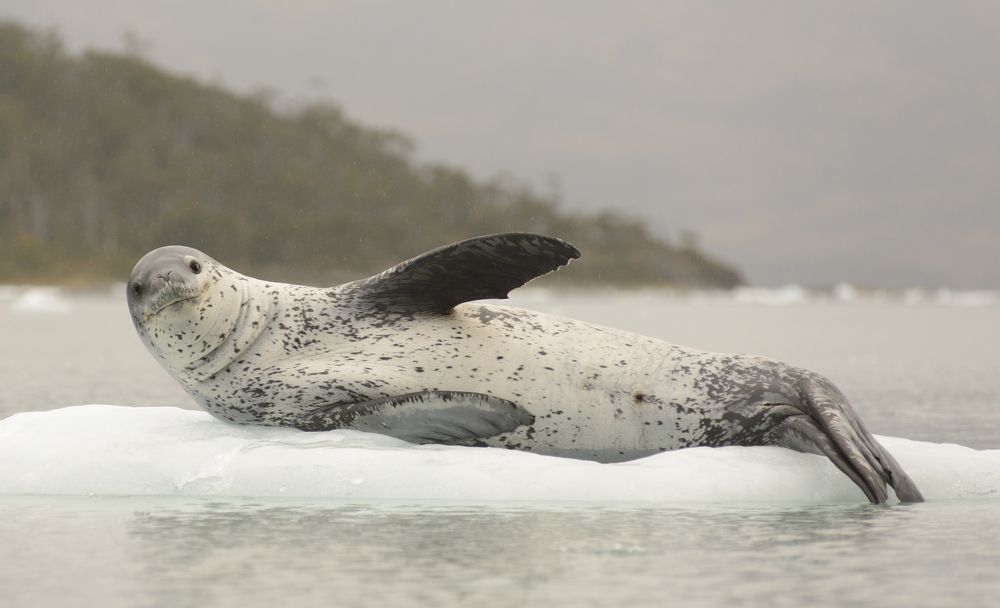 Foca Leopardo
