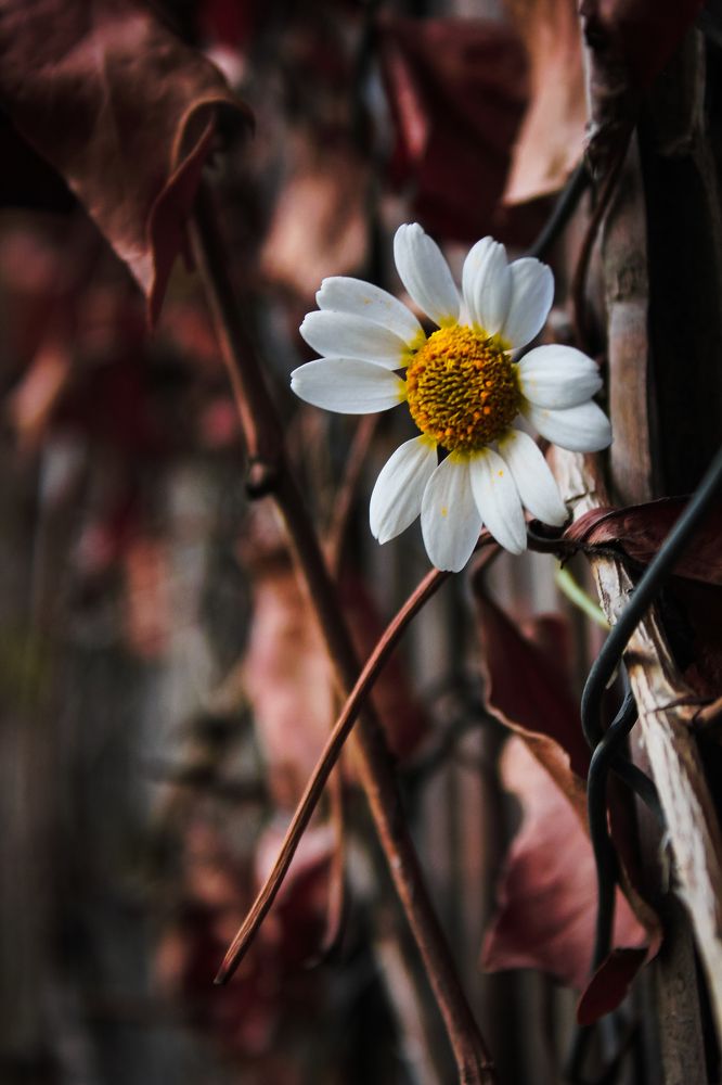 Photograph by Anis Bouraba