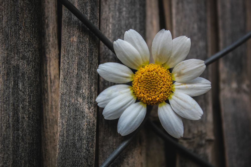 Photograph by Anis Bouraba