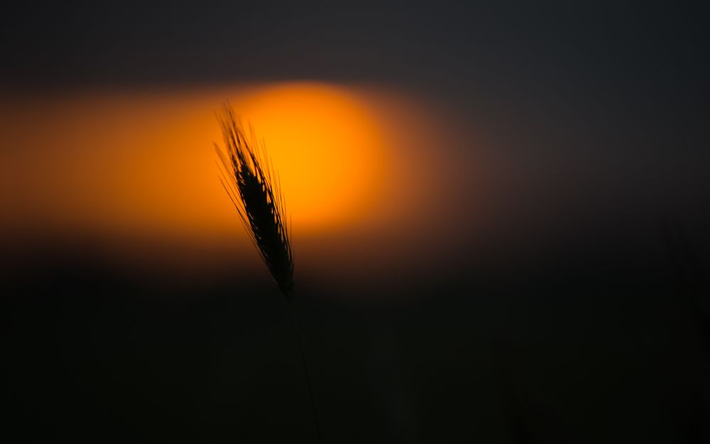 Photograph by Piskareva V