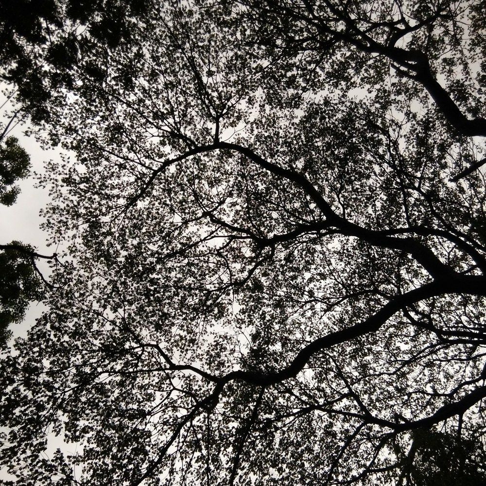 The colour itself is black and white