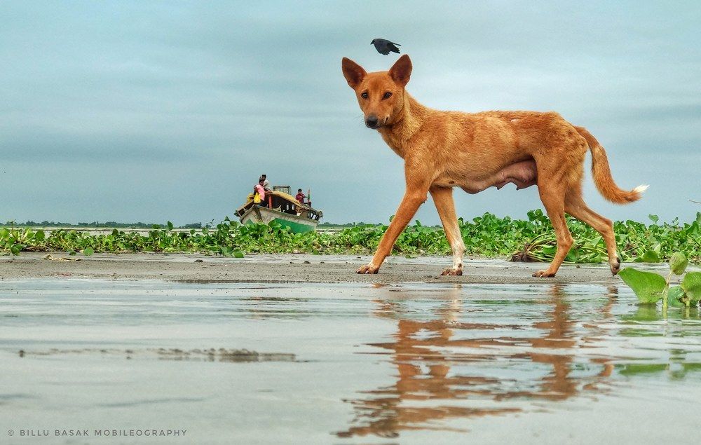 Animal aslo get pose
