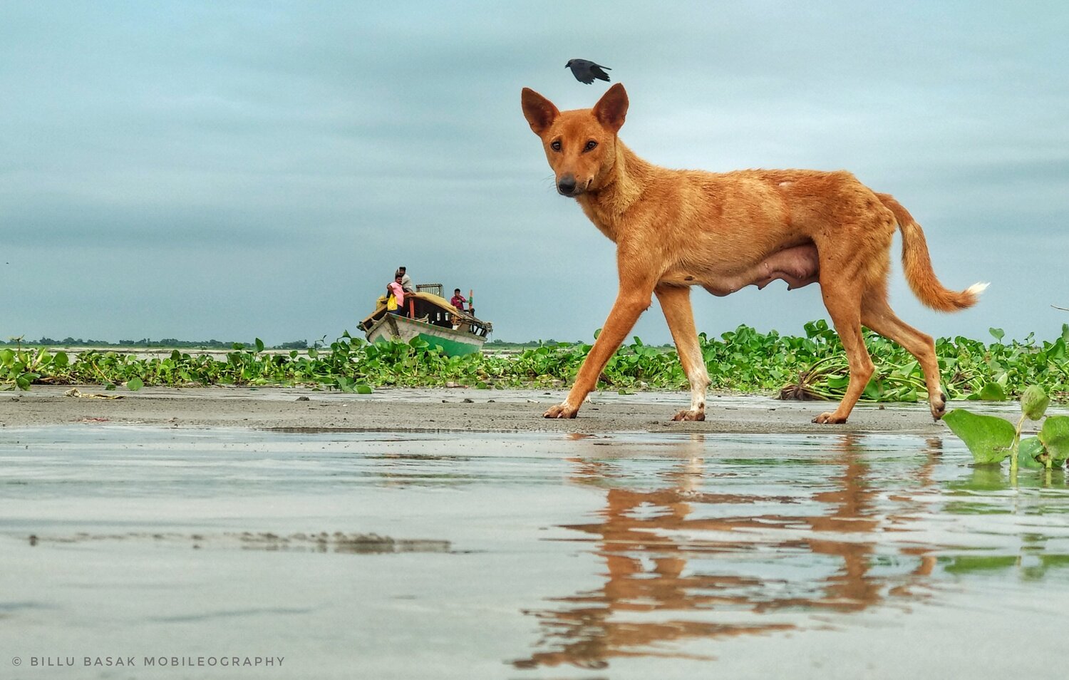 Animal aslo get pose