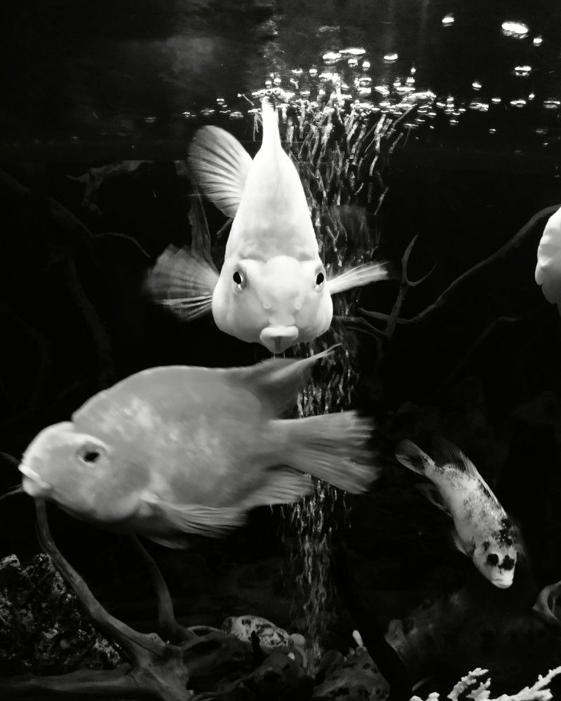 Мой аквариум