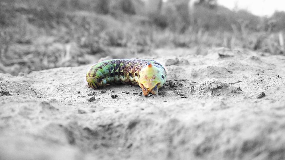 Panjabi Caterpillar