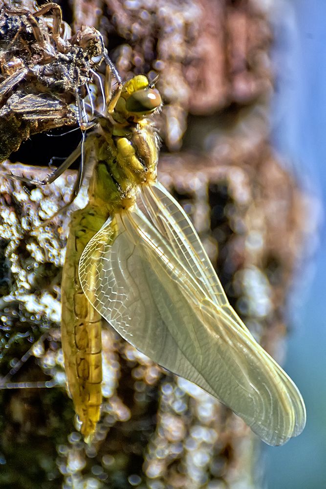 Рождение новой жизни