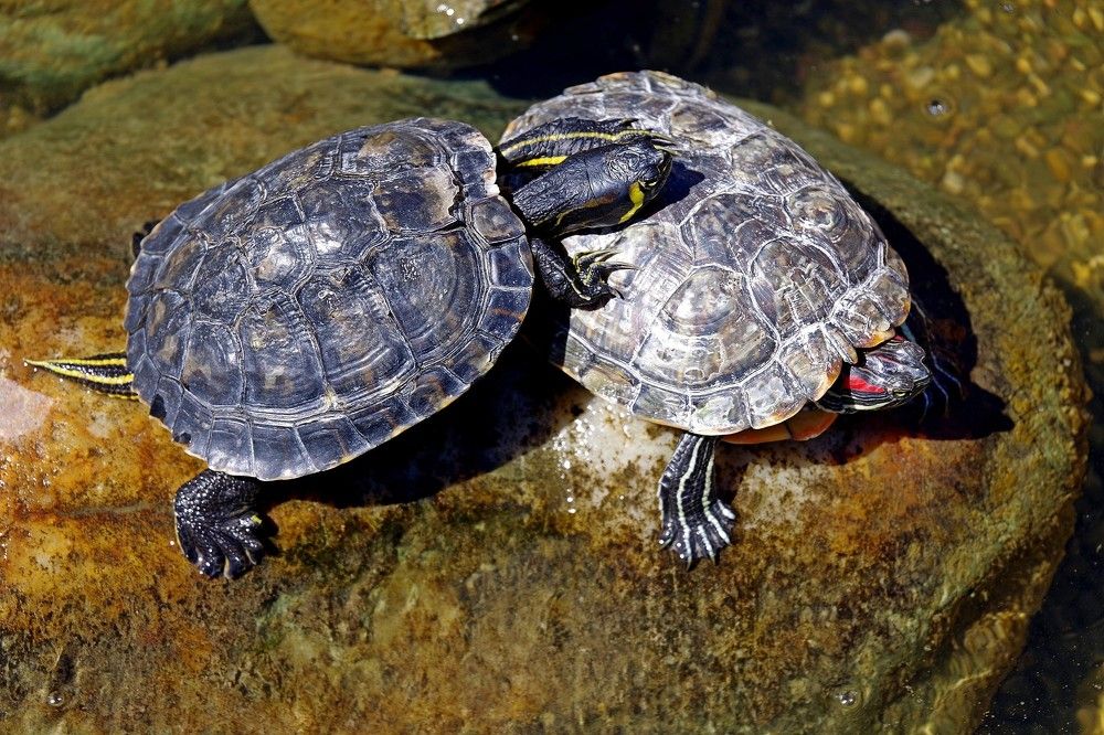 Притягательная противоположность