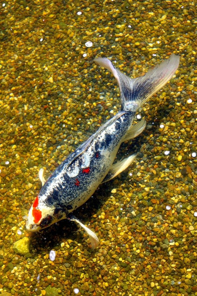 Прозрачная невесомость