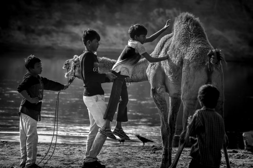 CAMEL RIDE