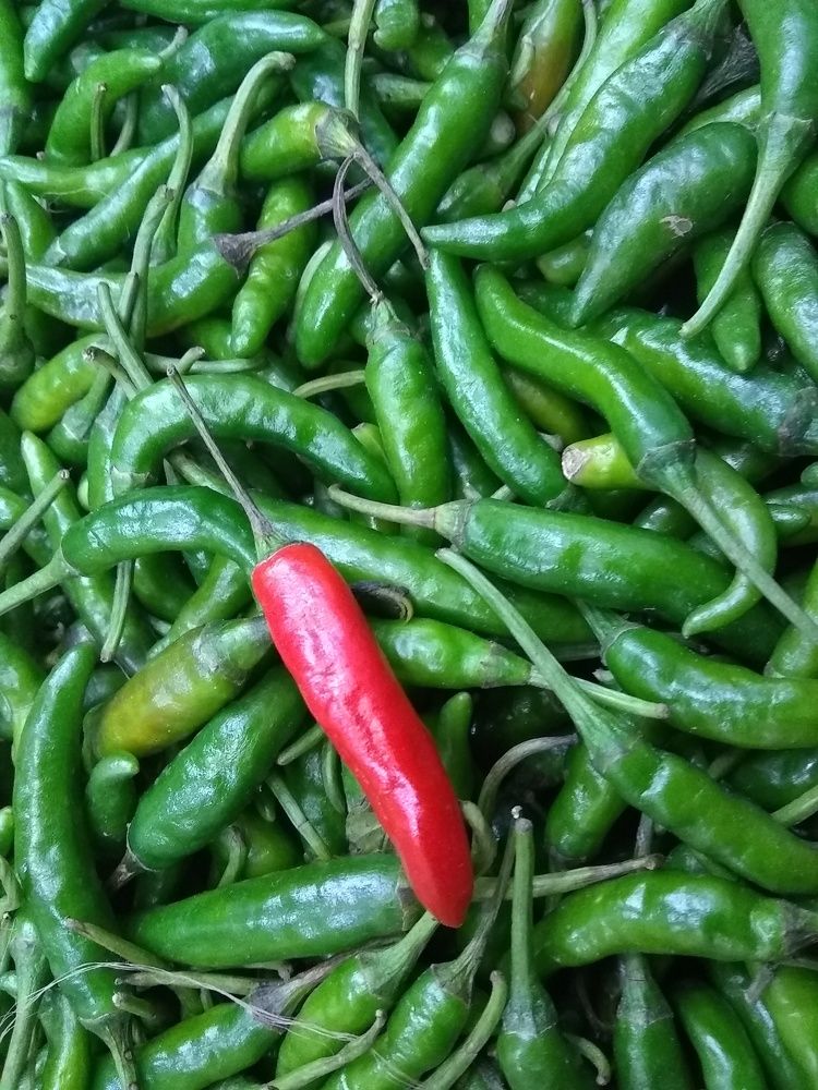 Green &red chillies