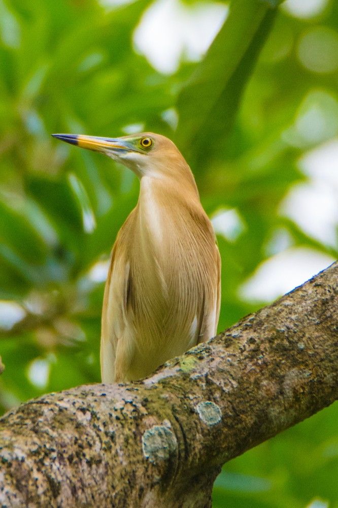 Pond heron