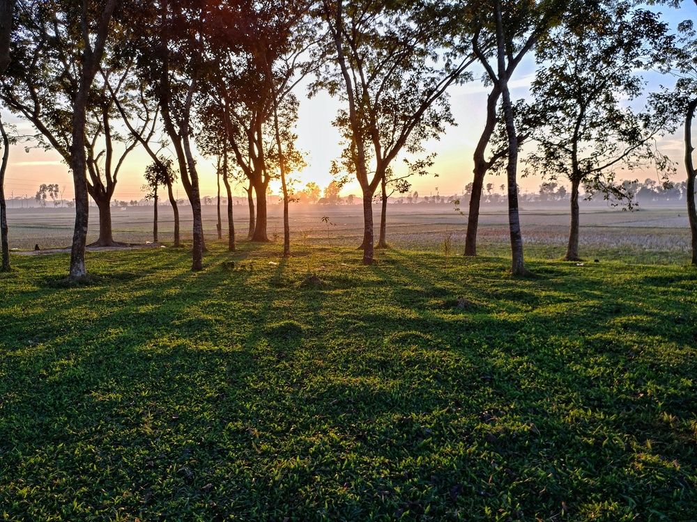 Tree Shadow From The Sun