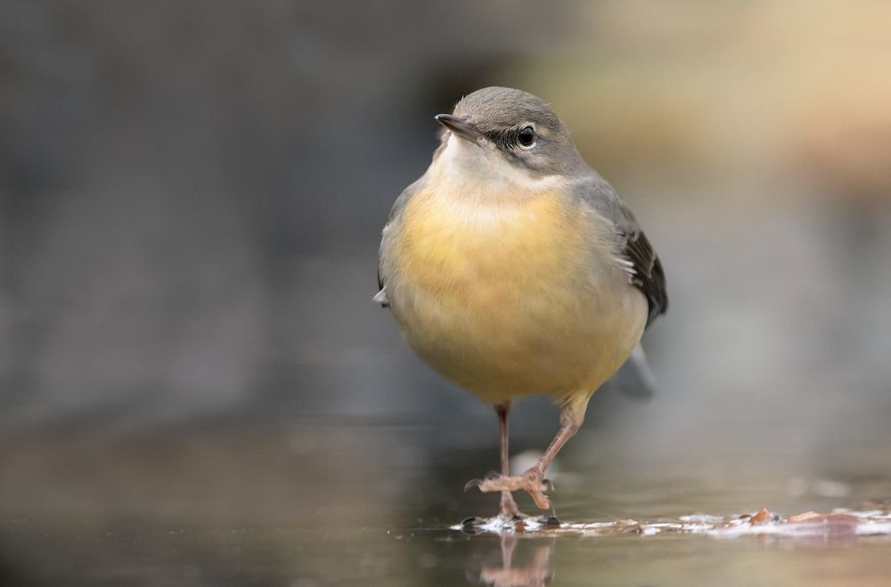 Grey Wagtail walking on ice
