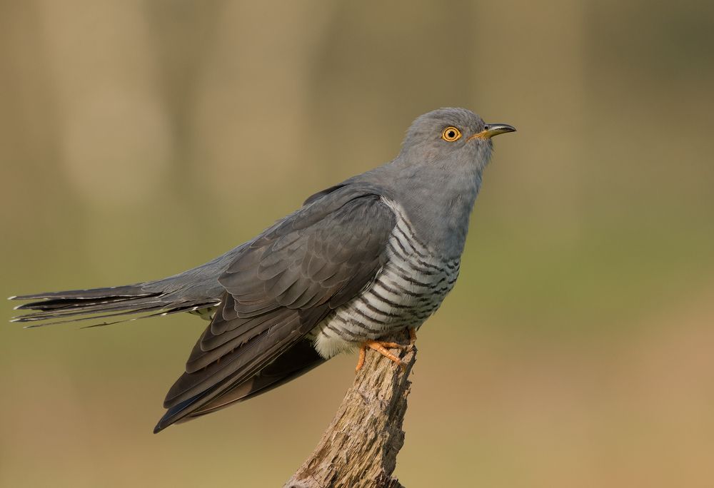Cuckoo