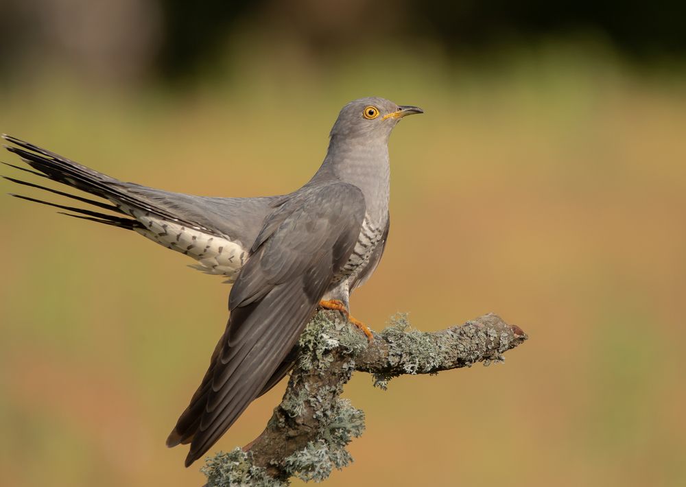 Cuckoo