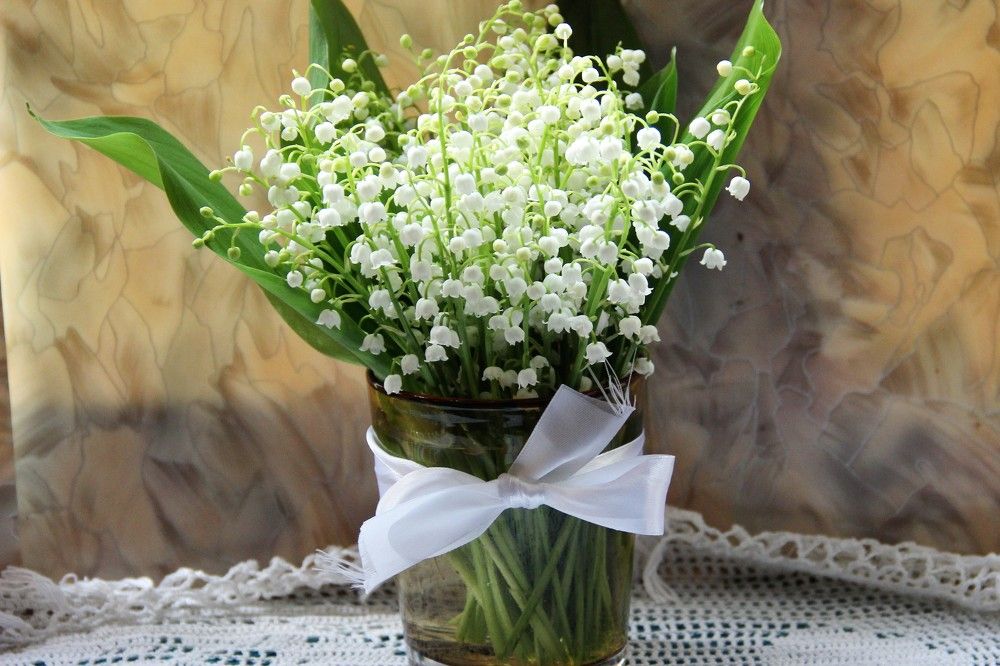 Ландыш серебристый.