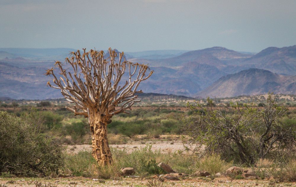Quiver Tree  - Augrabies Falls - South Africa