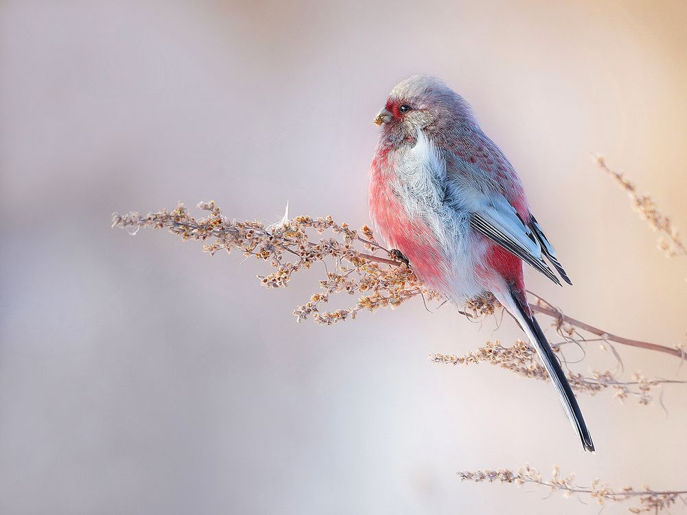 На зимнем лугу
