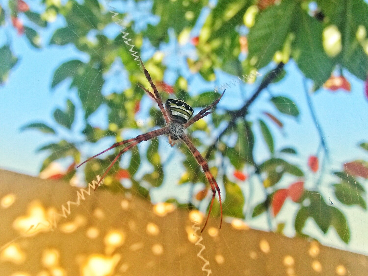 a spiter with net