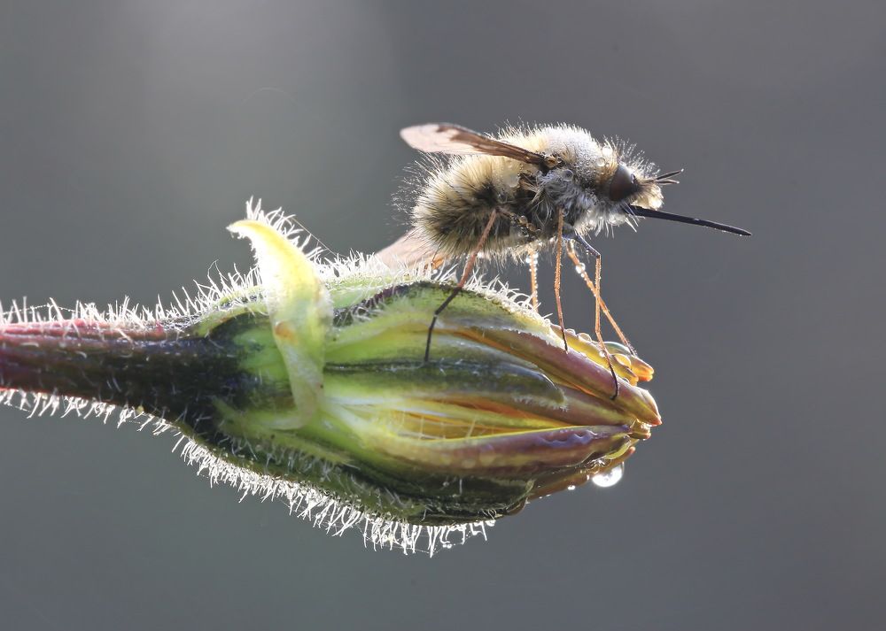 Мохнатый астронавт)