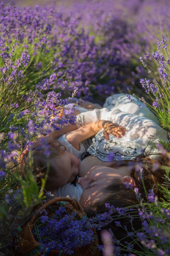 Утро в лаванде