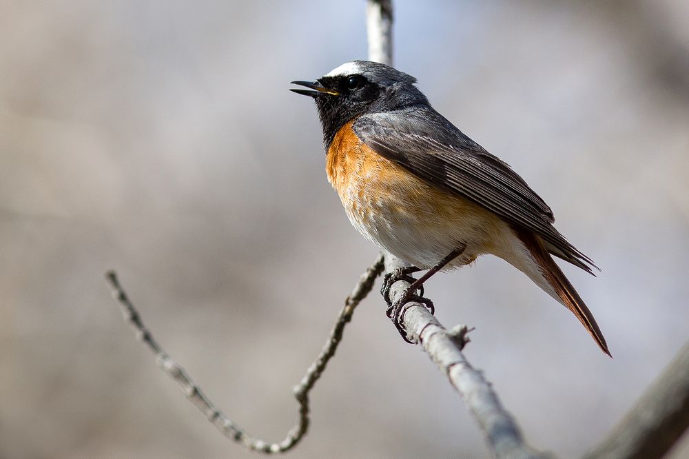 Горихвостка