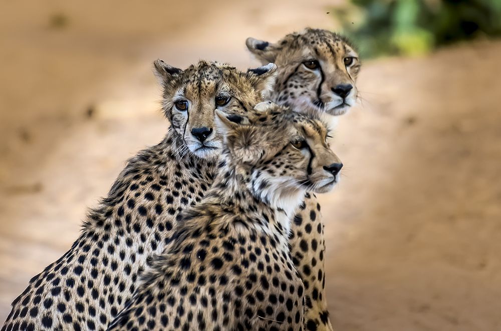 THREE CHEETAH