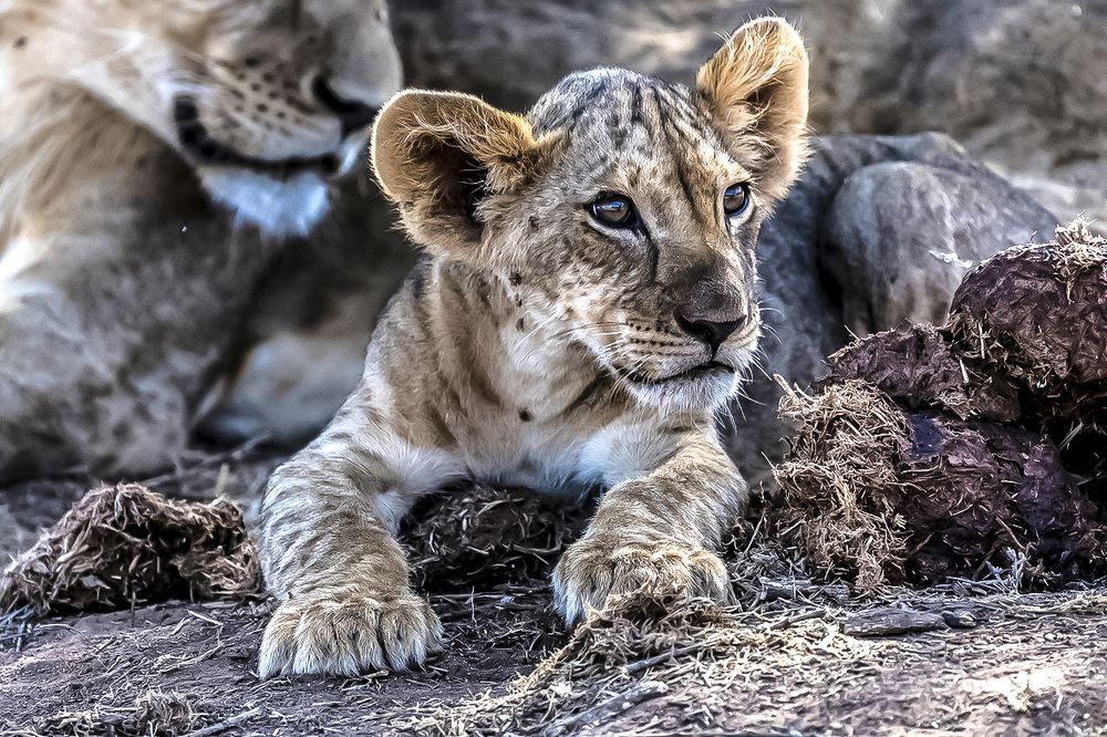 LION CUB