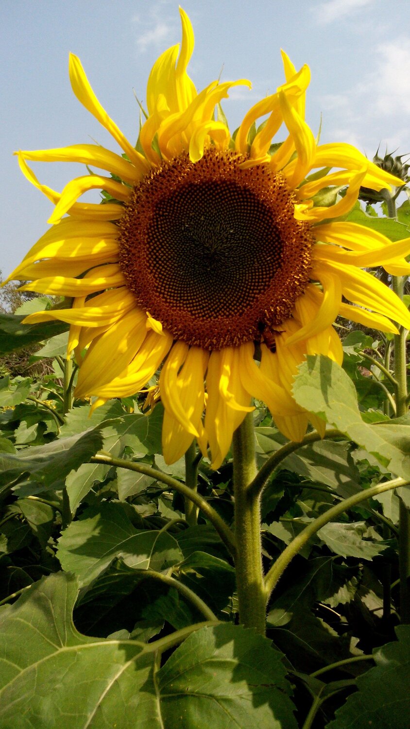 sunflower