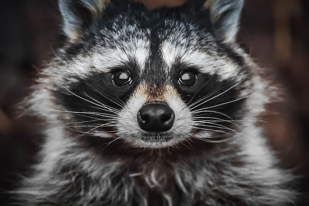 С глазу на глаз