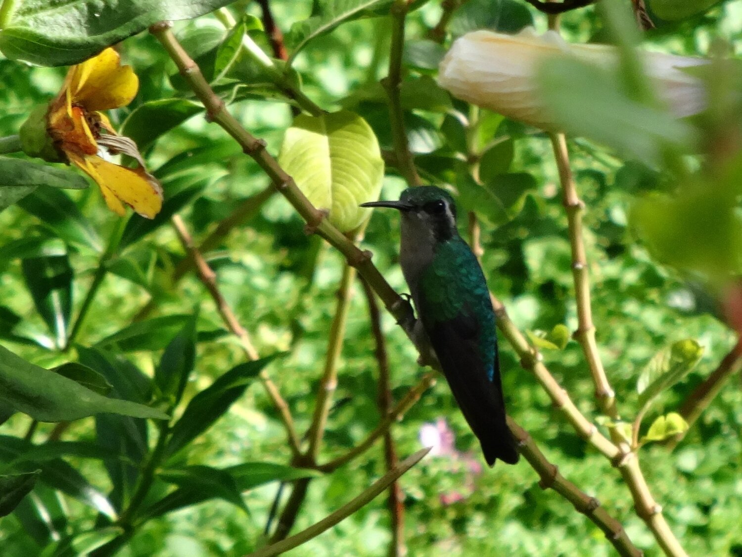 Mirada de Colibrí