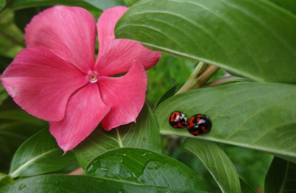 Bajo la Mirada de una Flor