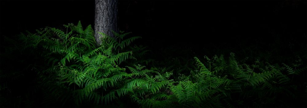 ferns in the night