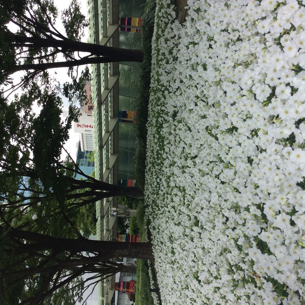 White bed of flowers