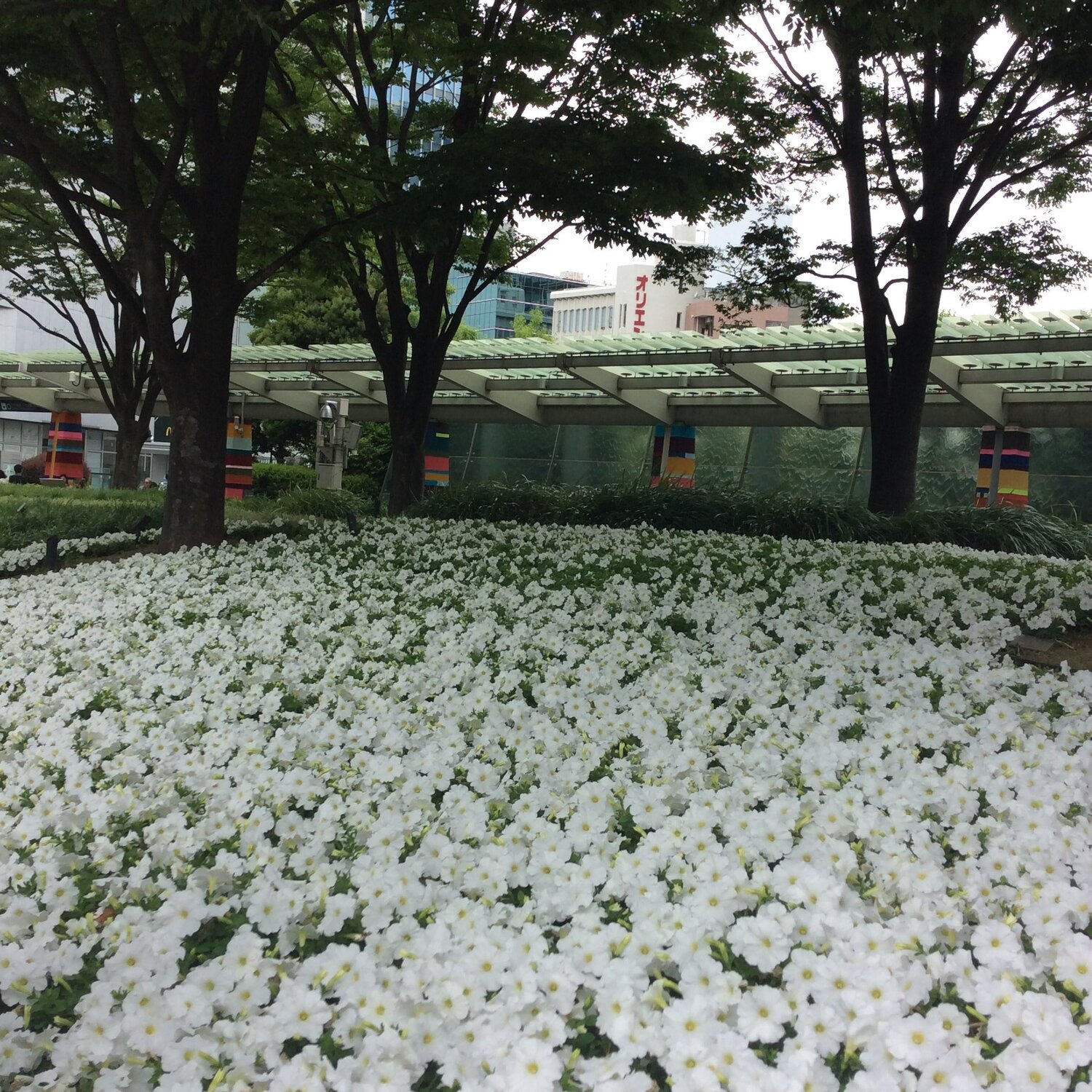 White bed of flowers