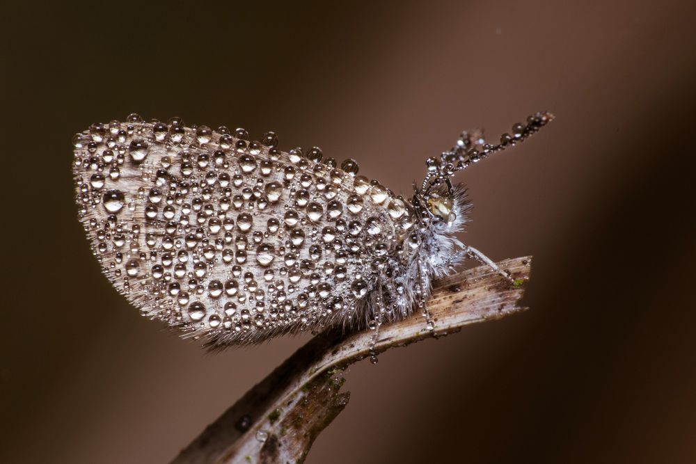 Butterfly with dew