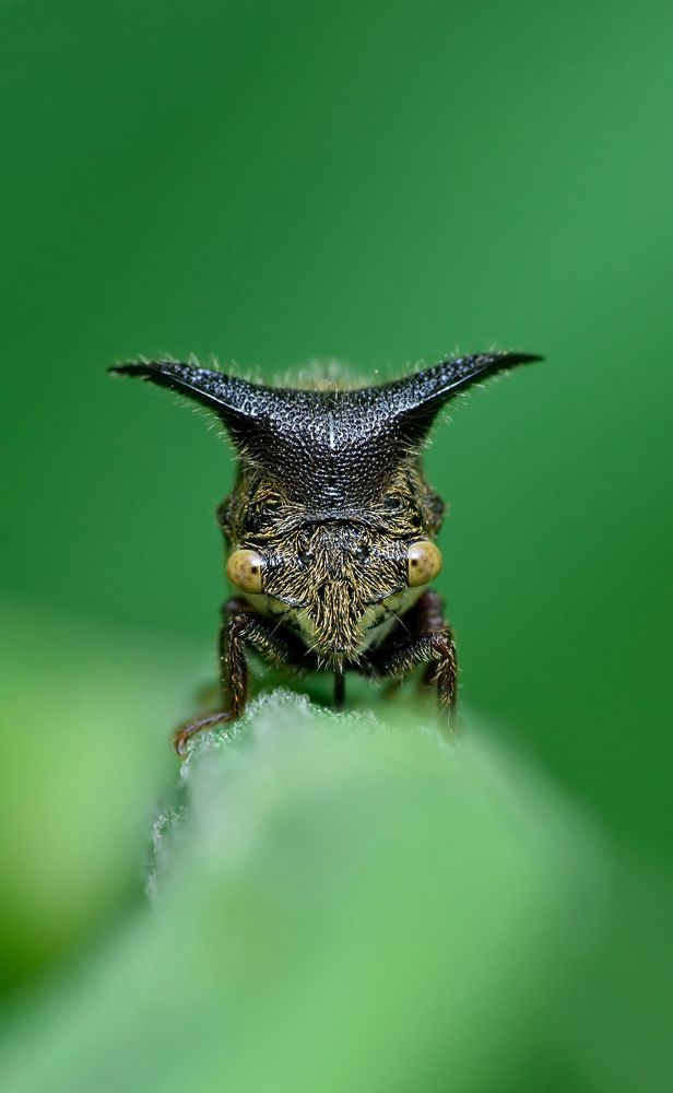 Portrait of Treehopper