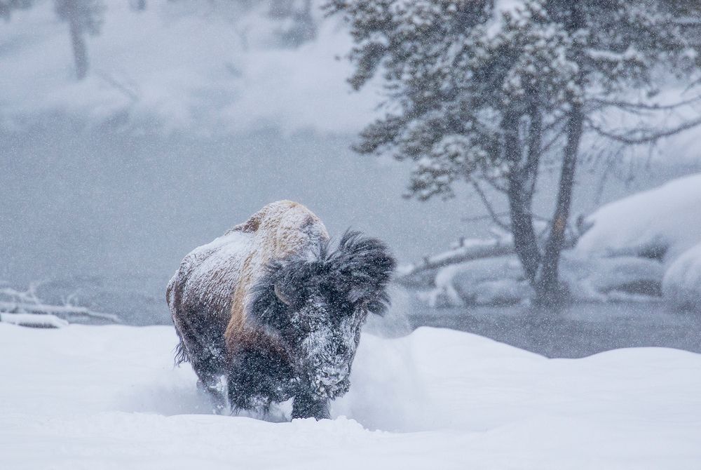 Tatanka: the Spirit of the Ancestors
