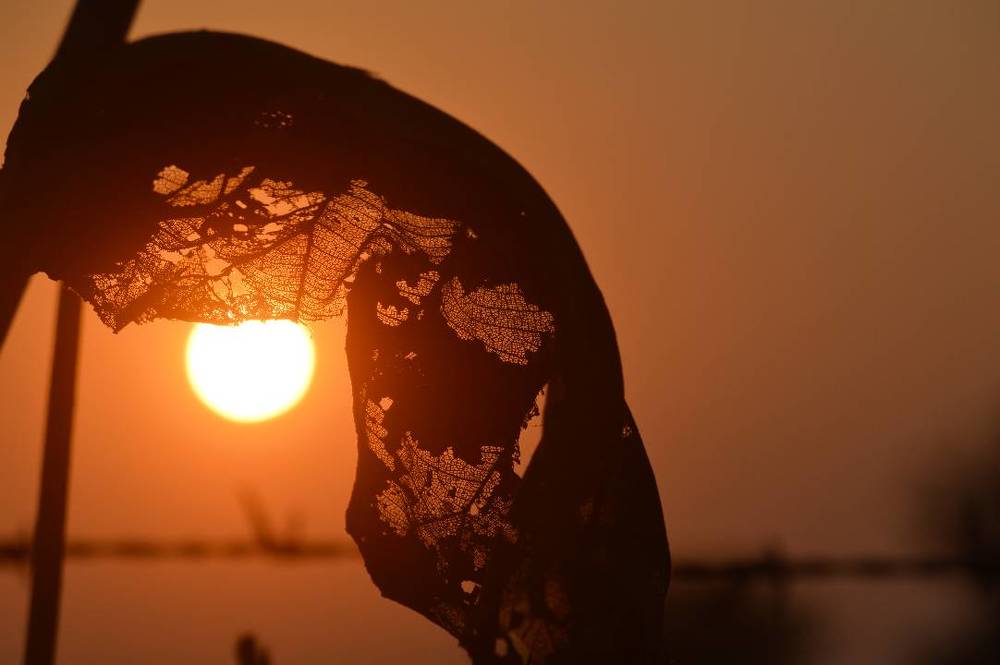 Sun & leaf