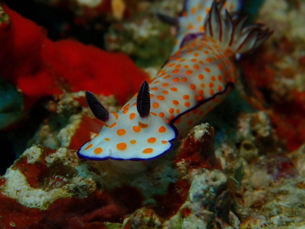 Голожаберный моллюски Рисбеция хорошенькая