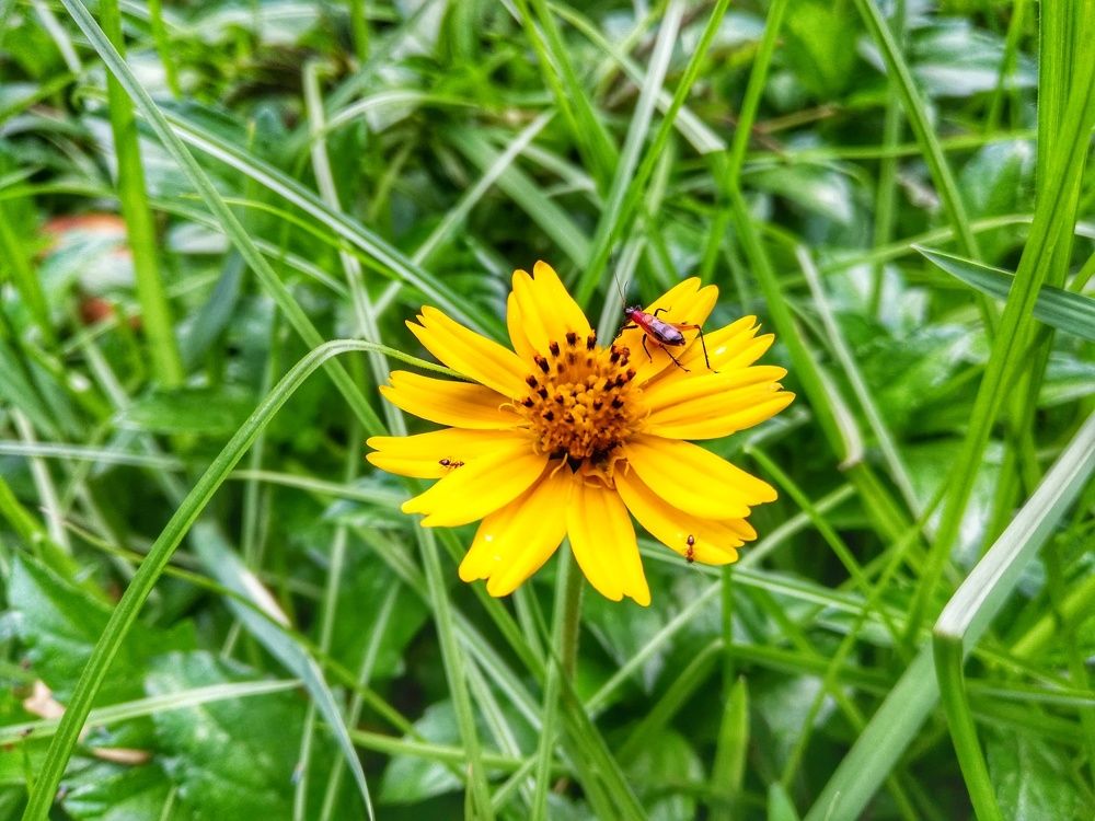 The Jungle Flower