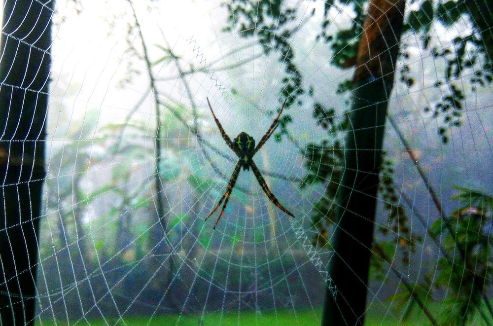 Spider
