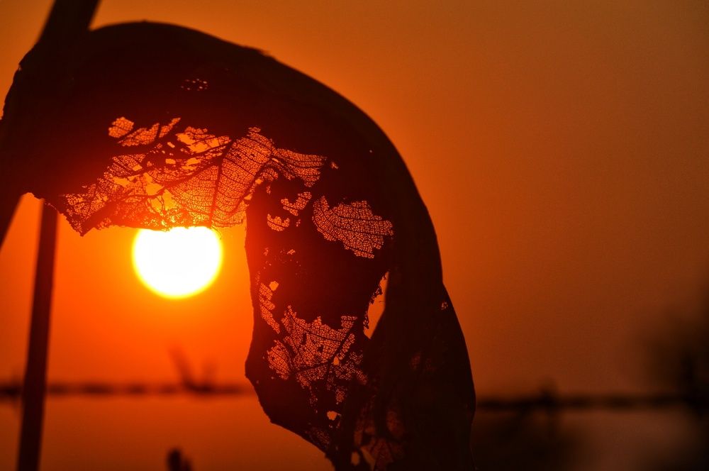 Sun & leaf