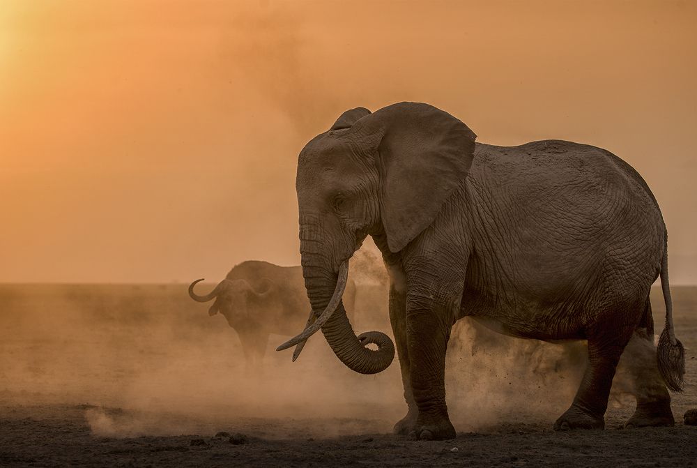 An African Sunset Dream