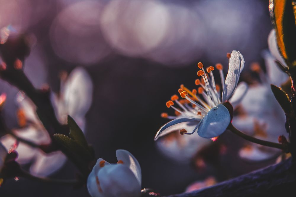 Весняні квіти